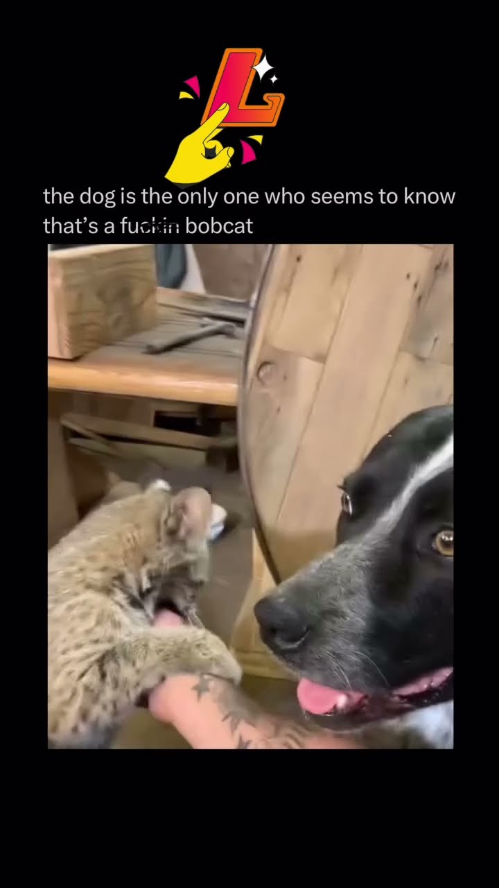 The lesson here is trust your dog ? he knows what’s up!