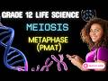 Life Sciences Grade 12 | Metaphase I Explained | Meiosis 🧬
