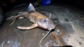 夜の小ナマズ釣りに夢中になる - 2022年2月のアマゾン・ネグロ川釣行