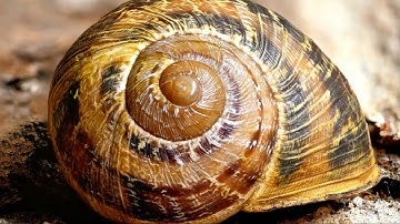 Fibonacci Sayı Dizisi ve Altın Oran: Doğada ve Sanatta Mükemmel Uyum