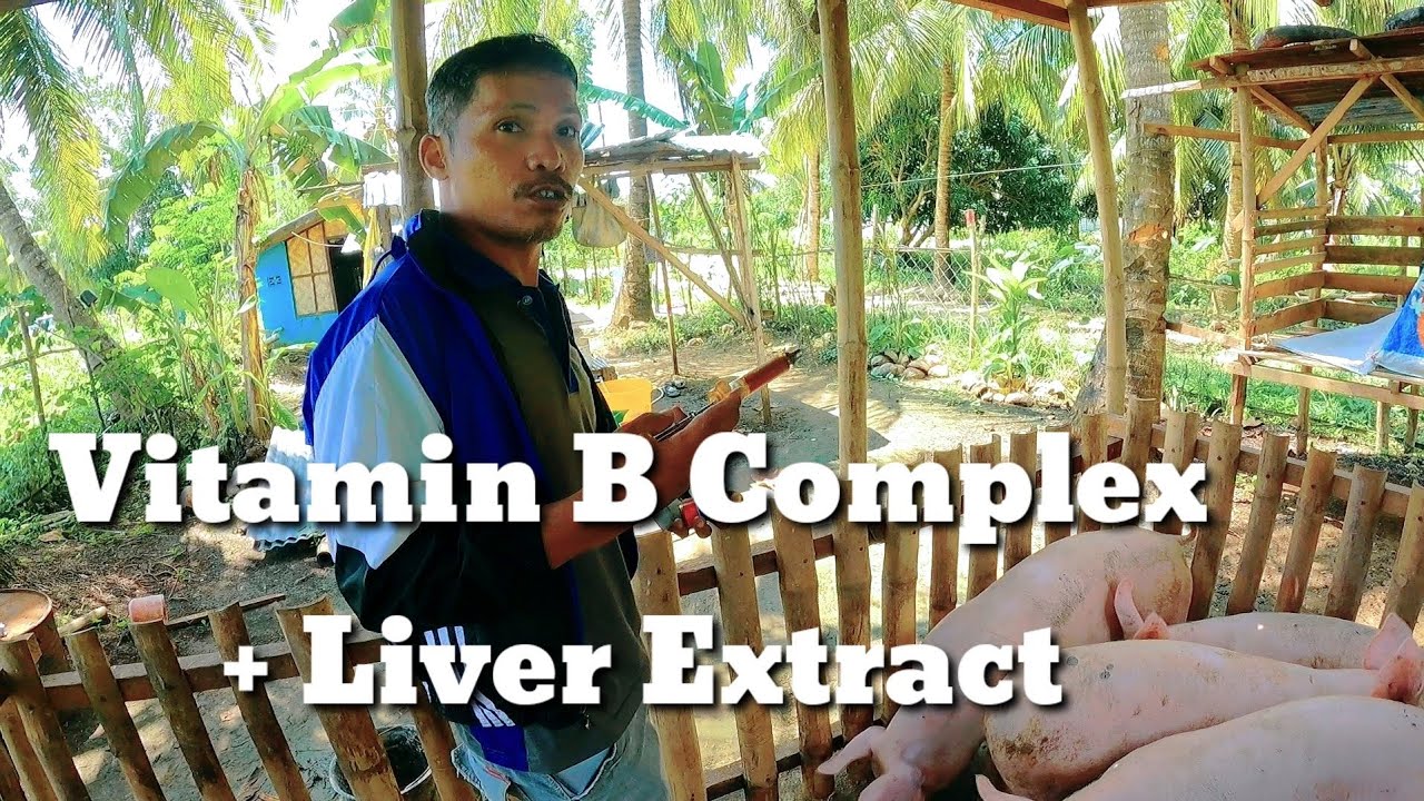 VITAMIN B COMPLEX + LIVER EXTRACT (BELAMYL) PIGROLAC BACKYARD HOG RAISER YouTube