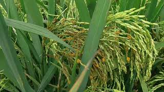 Kekurangan dan kelebihan padi agt 303