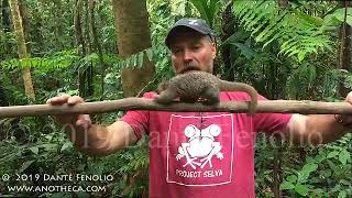 Dr. Danté and Silky Anteater in the Peruvian Amazon