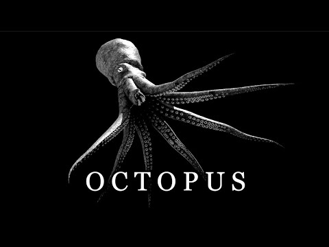 Procedural Octopus Animation | Houdini