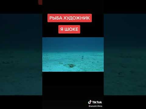 Рыба художник