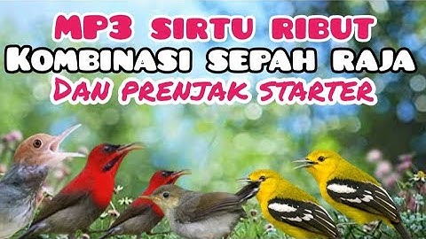 Suara Pikat Burung  Sirtu Ribut Kombinasi Sepahraja Betina Dan Prenjak Starter