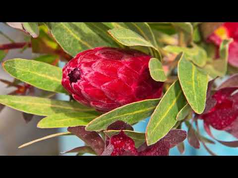 Protea Farm - California 