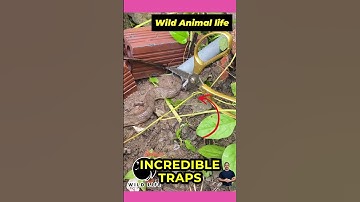 I Caught 5 Snakes with This DIY Snake Trap in Just 10 Minutes!