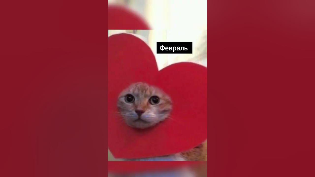 Видео как кошка разговаривает. Моя говорящая кошка кимми. Говорящая кошка в 3 часа ночи. Кот разговаривает с вороной. Кот болтает с вороной.