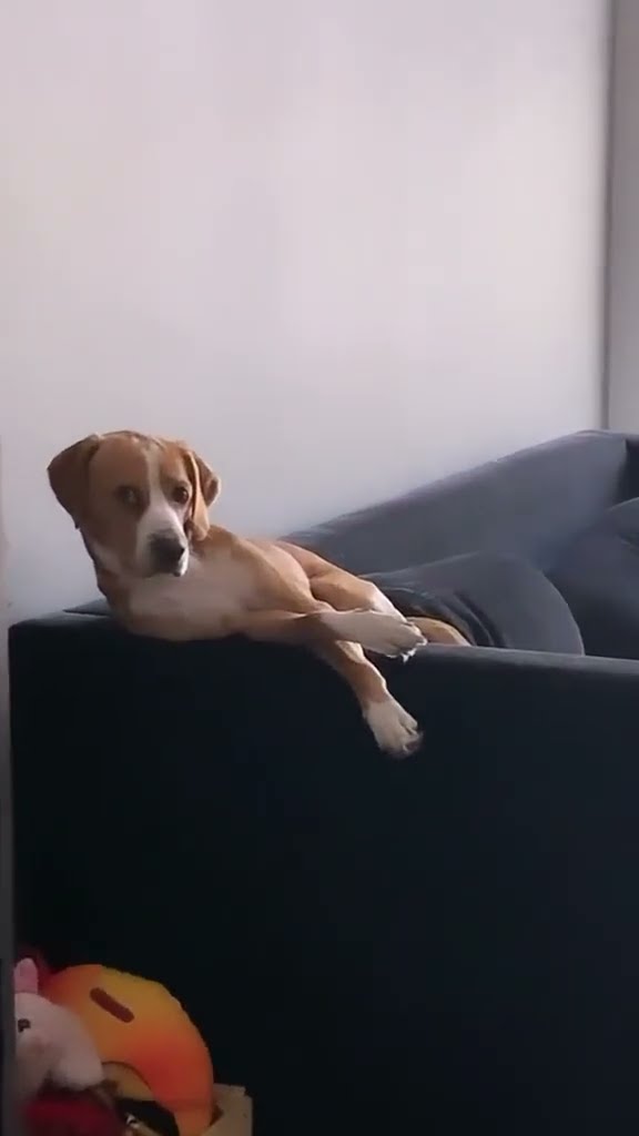 Dog Sits Like He Pays Bills || ViralHog