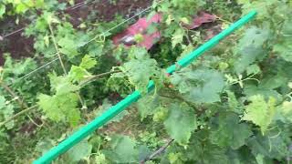 Удаление усов и пасынков на винограде