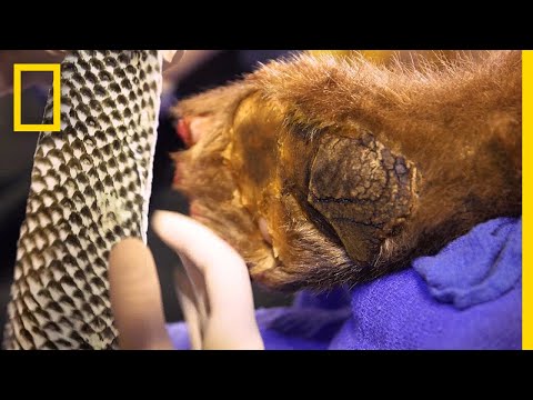 Video: Fish Scales Transplanted To Bears Affected By Fire In California