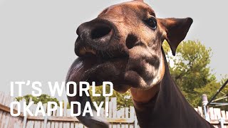 Meet our okapis for World Okapi Day