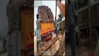 Inside the Shocking Process of Making Sago in Factories! #mysteryinside #facts #mysteryhour