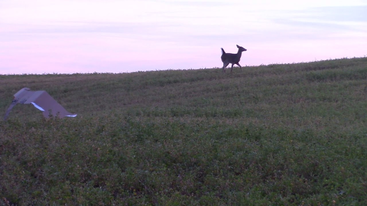 cardboard decoys work??