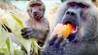 видео: Как хорошо всё начиналось, Рокки-булку, Стёпе- кукурузу..Потом Степана понесло, так вцепился в Маню! картинка: Как хорошо всё начиналось, Рокки-булку, Стёпе- кукурузу..Потом Степана понесло, так вцепился в Маню!
