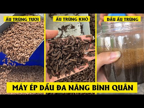 Video Máy Ép Dầu Đa Năng Bình Quân - Ép Dầu Từ Sâu Canxi - youtube