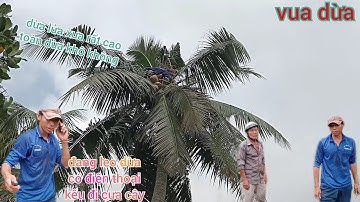 Vua Dừa Miền Tây//leo cây dừa lửa xưa rất cao tàu quá nhiều rất khó lên ngọn ,toàn là dừa khô không