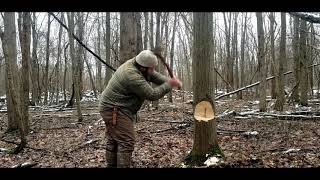 felling a tree with a restored vintage axe!