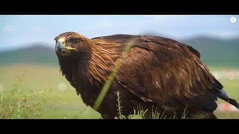 Amazing Snake Python King Cobra Big Battle In The Desert Mongoose  Amazing Attack of Animals.