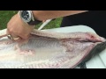 How to smoke tuna - fresh water eel