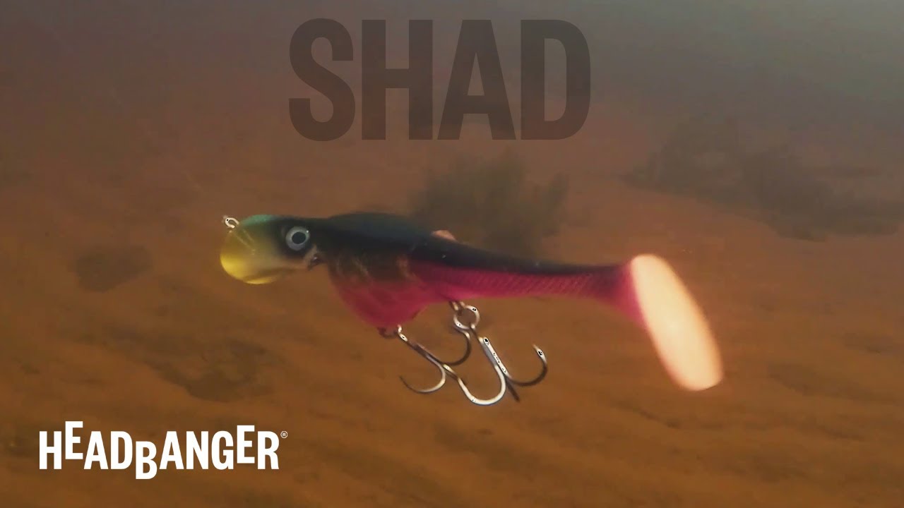 Headbanger Shad - Swimming Action 