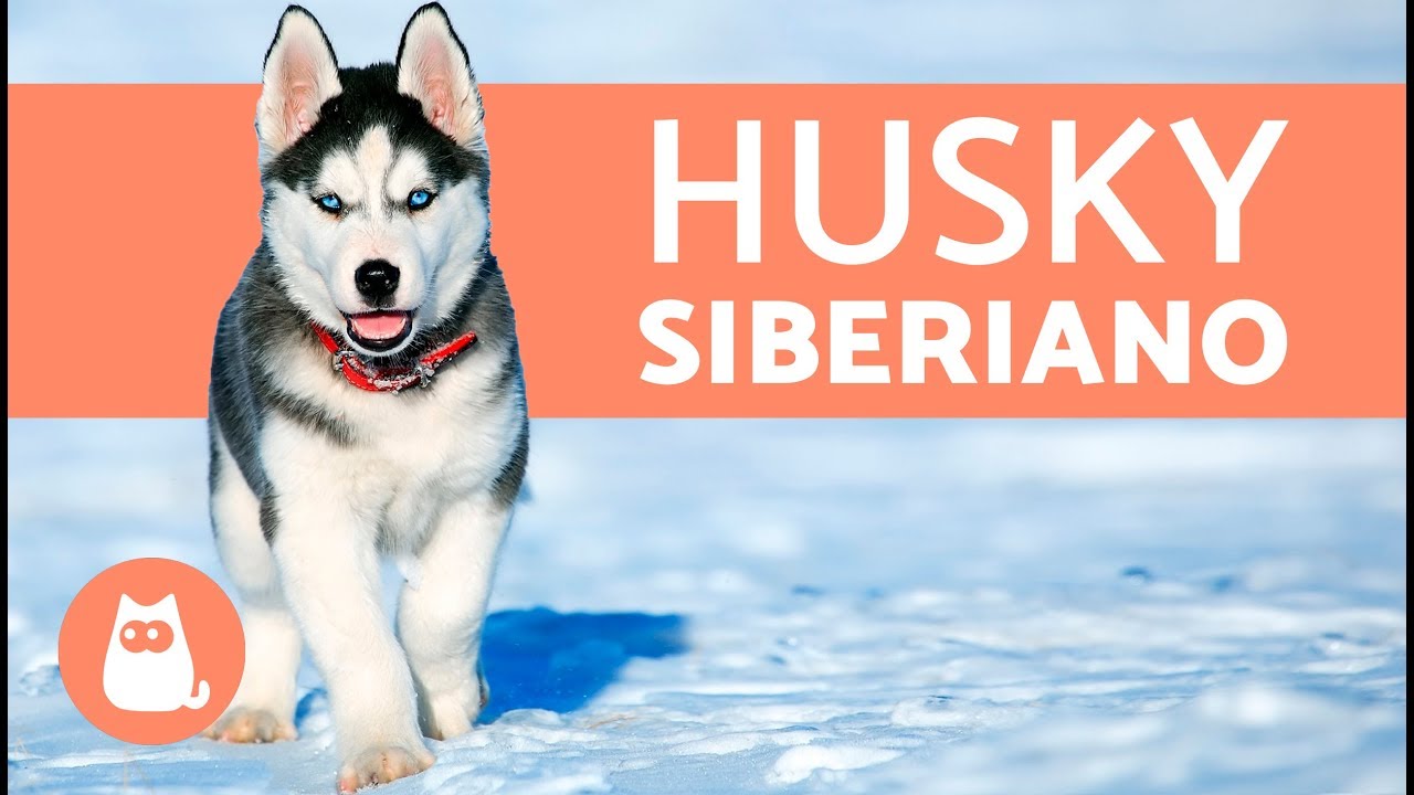Husky siberiano é manso Clearance