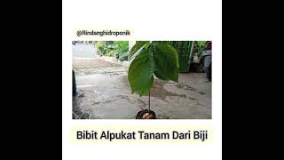 HEMAT! TANAM POHON ALPUKAT DARI BIJI - HOW TO MAKE TREES AVOCADO