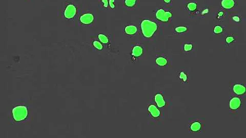HeLa H2B GFP Time-lapse