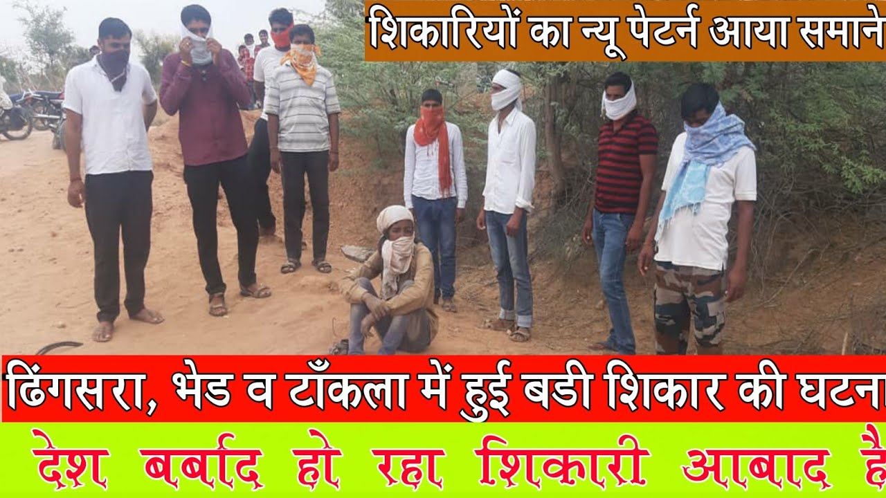 यहां होता है रोजना शिकार Daily hunting incident happening in Nagaur district||Bher||Dhingsra||Tankla