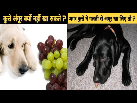 वीडियो: क्या कुत्ते मतलबी खा सकते हैं?