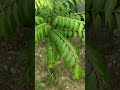 Manjilkishibi Prakhar Sepoacha Nge Lekin Har Nahi Manaoge 