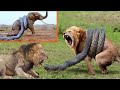 9 Animals that Could Defeat the Anaconda