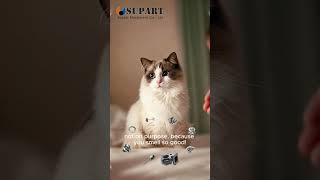 Download Lagu supart turbochargers #turbo #cat #automobile #pets #spareparts MP3 Download Lagu supart turbochargers #turbo #cat #automobile #pets #spareparts MP3