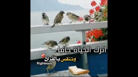 تلاوة صباحية هادئة حالات واتس اب قران
