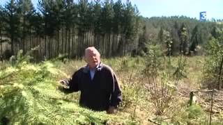 Pourquoi un collectif a-t-il décidé de détruire cinq hectares de forêt dans le Morvan ?