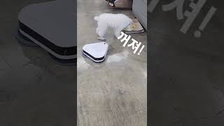 설희 식사중 #강아지 #puppy #반려견 #개 #사료  #강아지재롱 #강아지식사