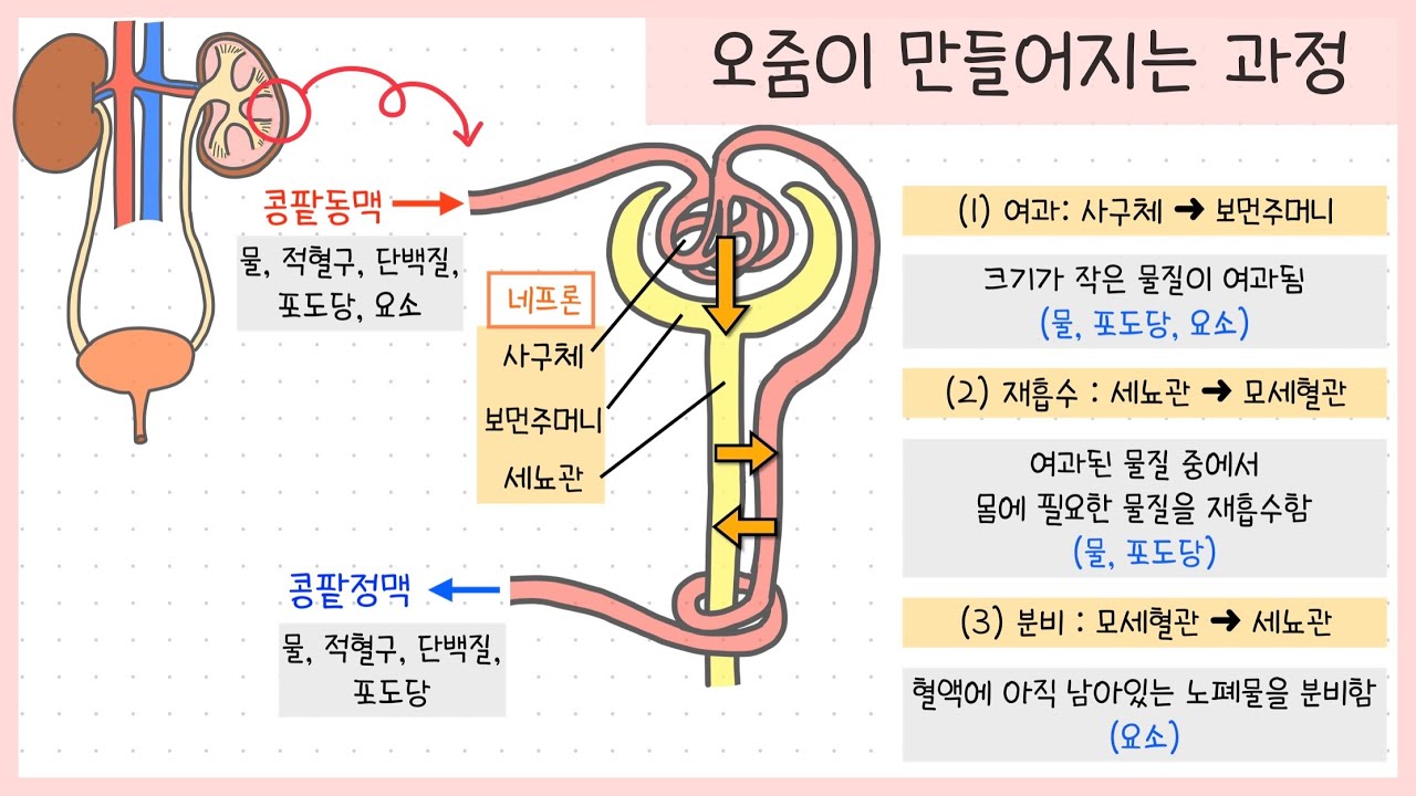 중2과학 배설계 : 지식iN