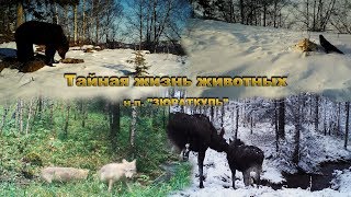 "Тайная Жизнь Животных" - Наступление Весны "Тайная Жизнь Животных" - Наступление Весны