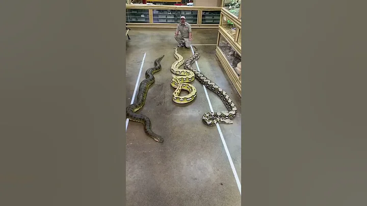 Which one the worlds biggest snake 🐍