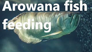 70 cm Arowana fish feeding - raw meat