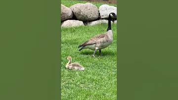 Goose And Gosling New Day Wildlife Nature Usa 2025 