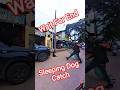 Main Road Double Dog Catch #dog #streetdogrevival #shorts #ytviral #amazing