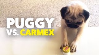 Pug Puppy and Carmex game screenshot 2