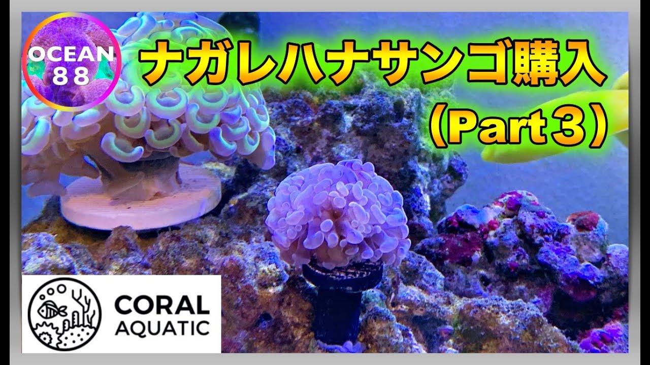【海水魚水槽・サンゴ水槽】ナガレハナサンゴ購入（Part3）CORAL AQUATIC