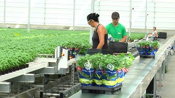 Moving Gutter System (MGS) - Viemose DGS