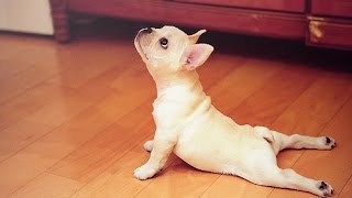 Top 10 French Bulldogs and Tricks