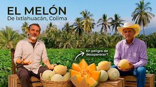 ¿A punto de DESAPARECER? La crisis del MELÓN de IXTLAHUACÁN y los héroes que lo salvan | Colima Sabe