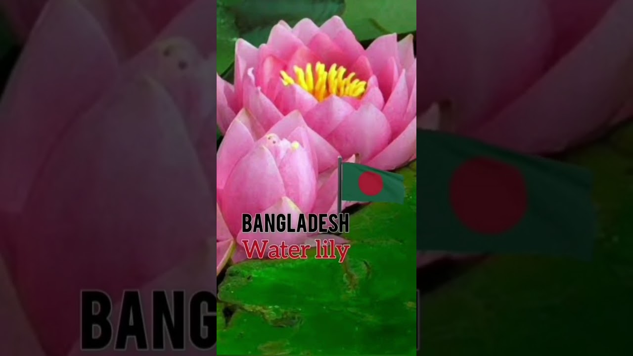 National flowers from Asian Countries, part 1