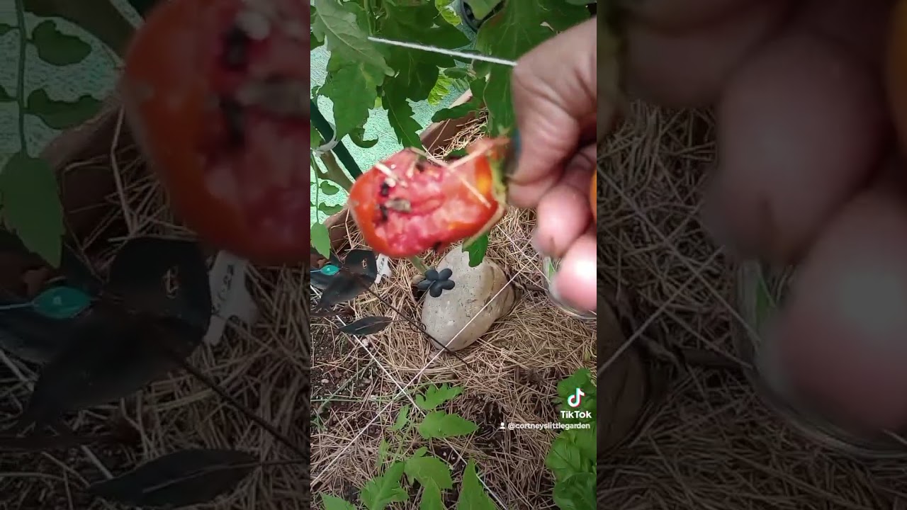 Why birds eat tomatoes! Lesson learned!